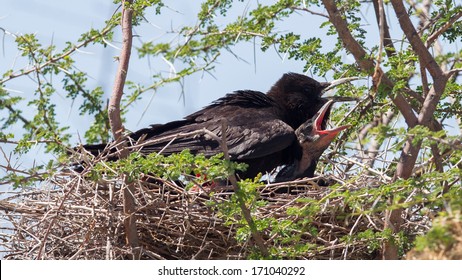 Cape crow (Corvus capensis) with a young on a nest