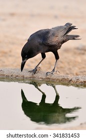 Cape Crow Drinking