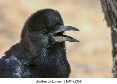 Cape Crow In The Kgalagadi