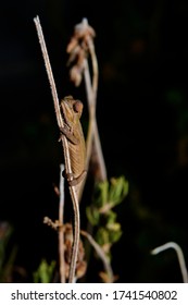 A Cape Dwarf Chameleon Climbing A Trig