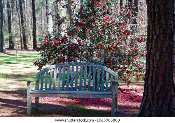 Cape Fear Botanical Gardens Fayetteville Nc Stock Photo Edit Now
