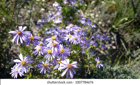 Cape Floral Region Flowers