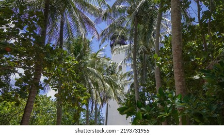 Cape Florida Lighthouse At Bill Bagg State Park 