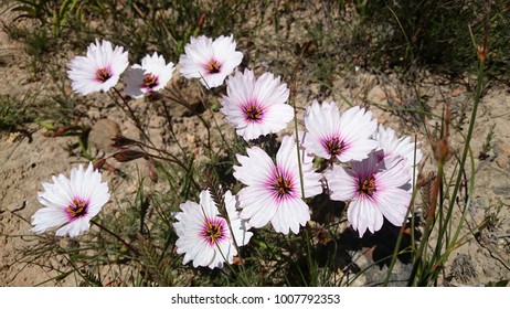 Cape Floristic Region Flowers