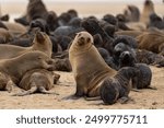 Cape Fur Seal (Arctocephalus pusillus) hanging around on the beach  at pelican point near Walvis Bay in Namibia