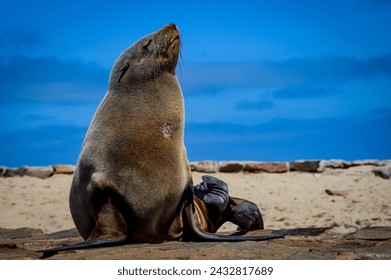 Cape fur seal at Cape Cross