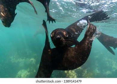 Cape Fur Seal Cub Playing Around Underwater