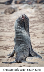 Cape Fur Seal Fight