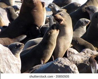 Cape Fur Seals Fighting