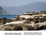 Cape fur seals on Duiker Island from Hout bay harbor in Cape Town