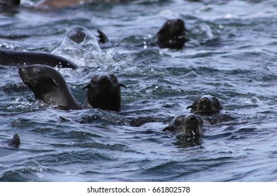 Cape fur seals playing in the shallow waters of Shark Alley.