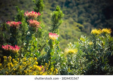 Cape Fynbos - Tree Pincushion (Leucospermum Conocarpodendron)