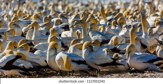 Cape Gannet Colony, Lamberts Bay, South Africa