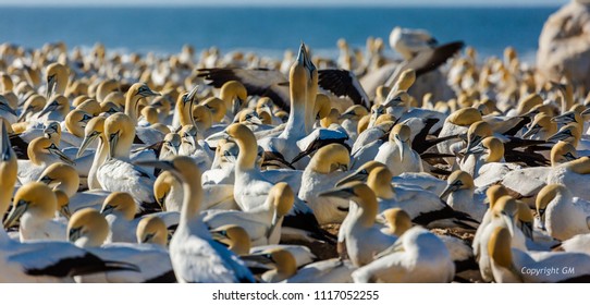 Cape gannet colony, Lamberts Bay, South Africa - Shutterstock ID 1117052255
