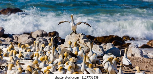 Cape Gannet Colony, Lamberts Bay, South Africa