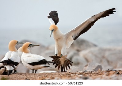 Cape Gannet Landing