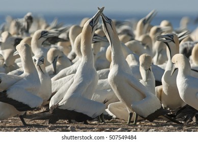 Cape Gannet, Morus Capensis, Bird Colony, Lamberts Bay, South Africa
