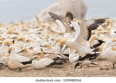 Cape Gannet (Morus Capensis) Coming In To Land At The Breeding Colony, Birds Island, Lamberts Bay, West Coast, South Africa. Vulnerable Species Due To Population Decline