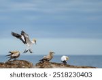 Cape gannet (Morus capensis) landing into the seabird colony. Bird Island, Lambert