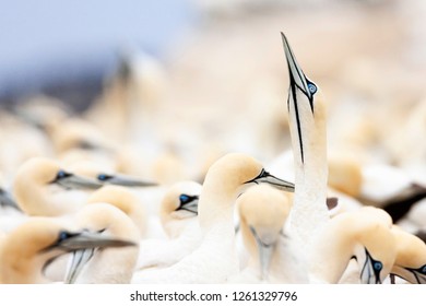 Cape Gannets (Morus Capensis) At Colony Of Bird Island Nature Reserve In Lambert’s Bay, South Africa.