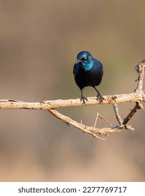 Cape Glossy Starling African Bird perched