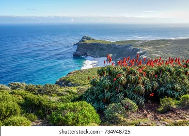 are dogs allowed at cape point