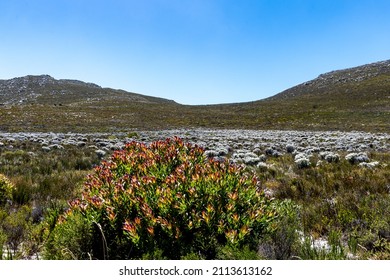 Cape Of Good Hope Nature Reserve, South Africa