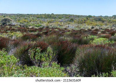 Cape Of Good Hope Nature Reserve, South Africa