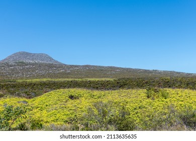 Cape Of Good Hope Nature Reserve, South Africa