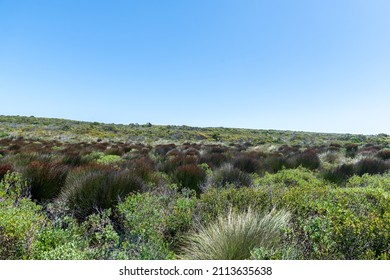 Cape Of Good Hope Nature Reserve, South Africa