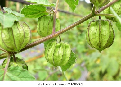 Cape Gooseberry In The Garden