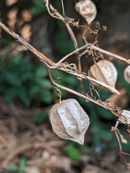 "Cape Gooseberry Hanging Dry On Tree - Ripe Fruit In Natural Setting"