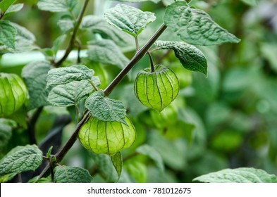 Physalis Plant High Res Stock Images Shutterstock