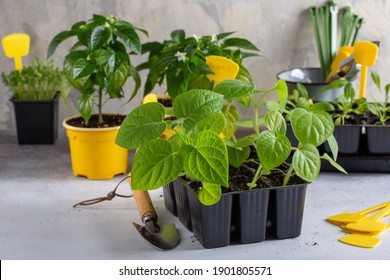 Cape gooseberry (Physalis peruviana). Physalis sprouts in the pots. Spring seedlings. Gardening concept, springtime.
 - Powered by Shutterstock