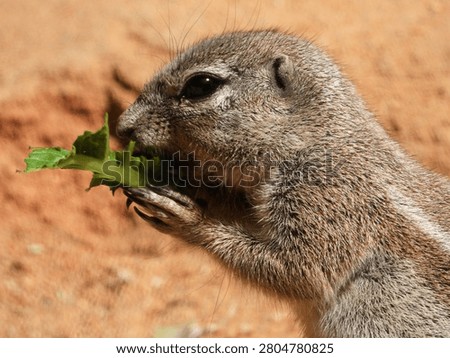 cape ground squirrel eating leaf in the zoo