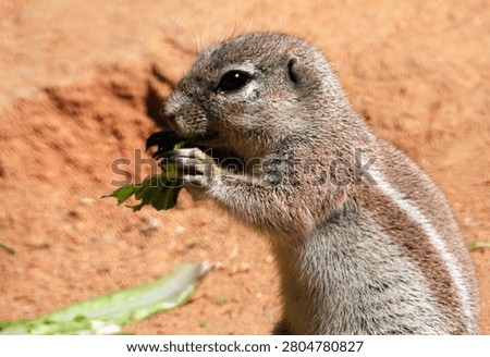 cape ground squirrel eating leaf in the zoo
