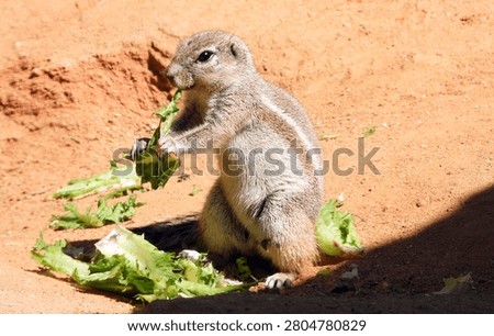 cape ground squirrel eating leaf in the zoo