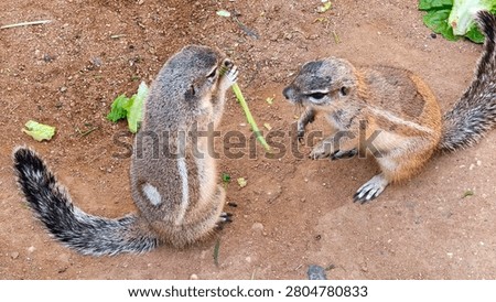 cape ground squirrel eating leaf in the zoo