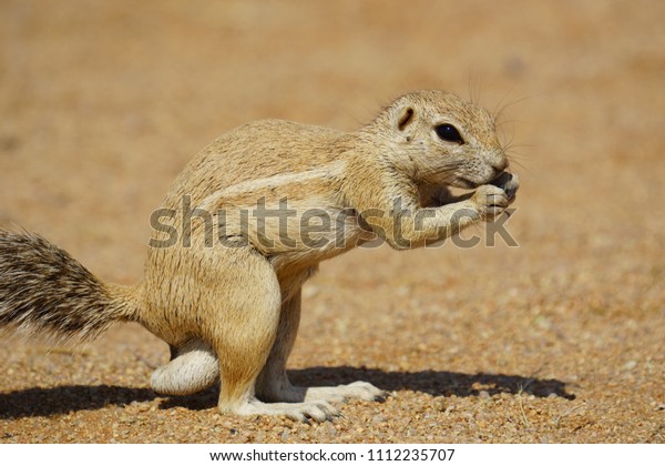 Cape\
ground squirrel, Kalahari Desert, Namibia,\
Africa.