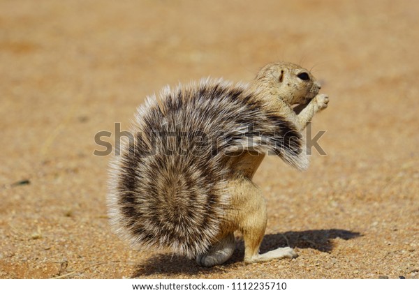 Cape\
ground squirrel, Kalahari Desert, Namibia,\
Africa.