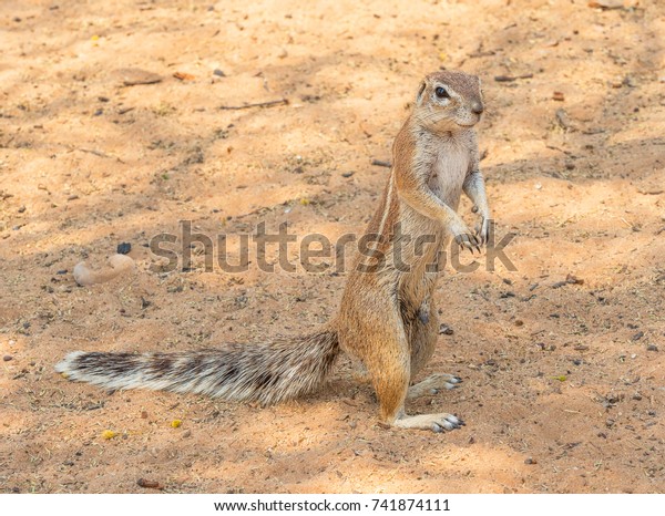 A Cape ground squirrel  in the Kgalagadi\
Transfrontier Park, situated in the Kalahari Desert which straddles\
South Africa and Botswana.