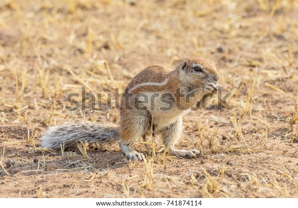 A Cape ground squirrel  in the Kgalagadi\
Transfrontier Park, situated in the Kalahari Desert which straddles\
South Africa and Botswana.
