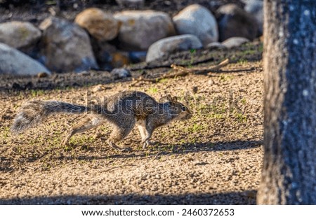 Cape ground squirrel, running fast on the ground to a tree in a park in Cape Town , South Africa