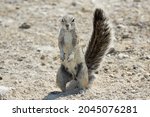 Cape ground squirrel or South African ground squirrel standing and looking at camera in Namibian desert, Namibia, Southern Africa. Xerus inauris.