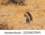 Cape ground squirrel or South African ground squirrel on the namibian savannah. Etosha National Park, Namibia, South Africa.