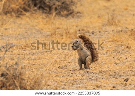 Cape ground squirrel or South African ground squirrel on the namibian savannah. Etosha National Park, Namibia, South Africa.