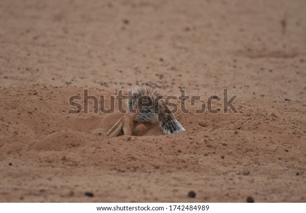 Cape ground squirrel or South African ground\
squirrel digging