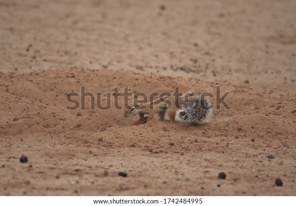 Cape ground squirrel or South African ground
squirrel digging