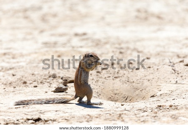 Cape ground\
squirrel or South African ground squirrel (Xerus inauris) stands at\
the opening to its burrow with its hands at its mouth in Kgalagadi\
transfrontier park, South\
Africa