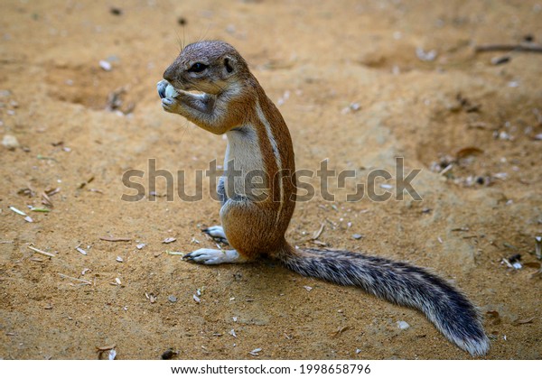 Cape ground squirrel or South African ground\
squirrel, also known as Xerus inauris. It is found in most of the\
drier parts of southern\
Africa